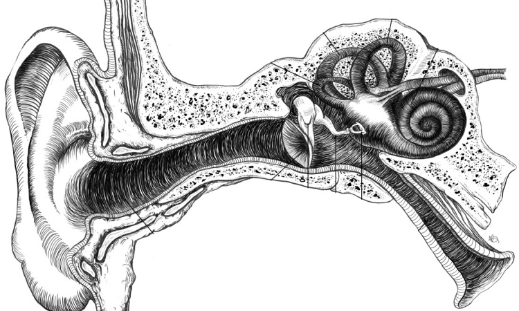 Строения уха и внутреннего уха