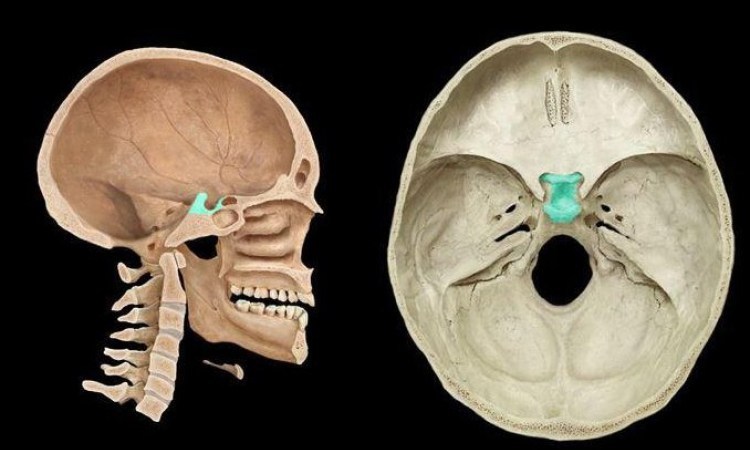 Анатомическая характеристика