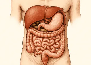 МРТ брюшной полости