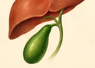 МРТ желчного пузыря