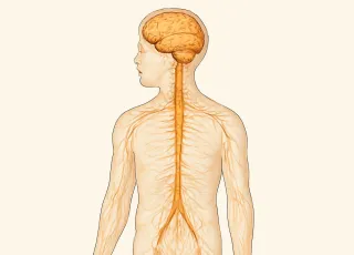 Комплексное МРТ ЦНС