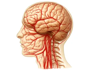 Комплексное МРТ сосудов головного мозга и шеи
