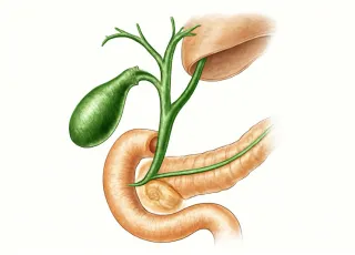 Желчные пути