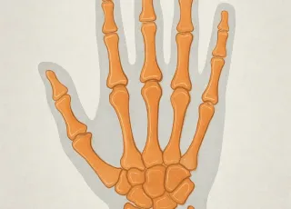 МРТ кистевого сустава