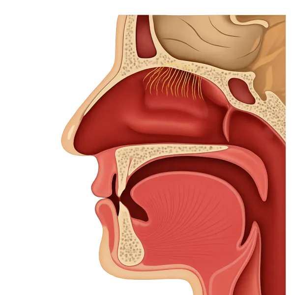 МРТ пазух носа