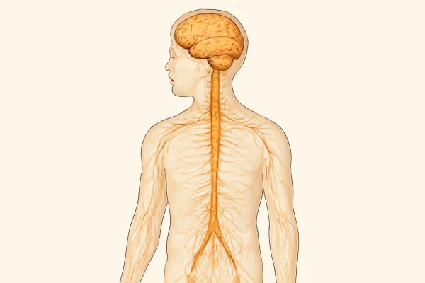 Комплексное МРТ ЦНС на Каширском шоссе